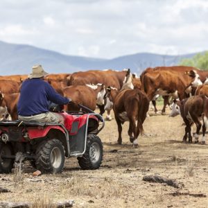 Livestock Gates