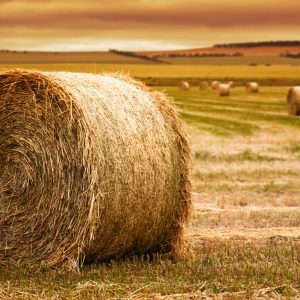 Hay Feeders